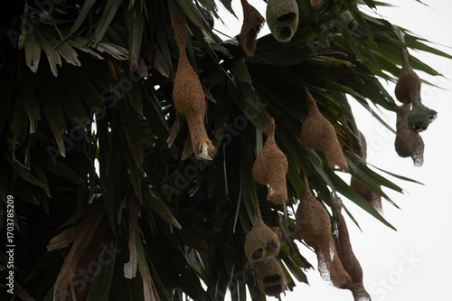 A baya weaver bird perched on a pendant nest in a forest, a Baya Weaver is building elegant nests. Palm tree with group of baya weaver bird nests hanging.