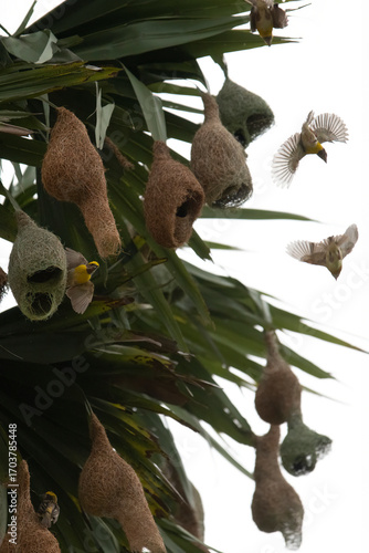 A baya weaver bird perched on a pendant nest in a forest, a Baya Weaver is building elegant nests. Palm tree with group of baya weaver bird nests hanging.