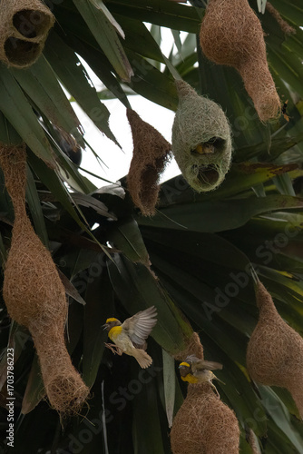 A baya weaver bird perched on a pendant nest in a forest, a Baya Weaver is building elegant nests. Palm tree with group of baya weaver bird nests hanging.