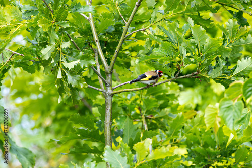 Photography European Goldfinch (Carduelis carduelis) in Dublin (Ireland)