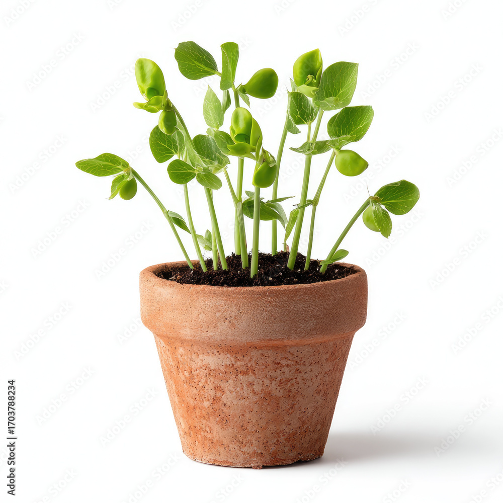 Obraz premium Green pea seedlings growing in terracotta pot with fresh soil