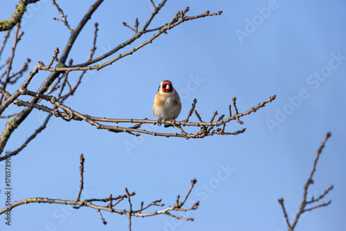 Photography European Goldfinch (Carduelis carduelis) in Dublin (Ireland)