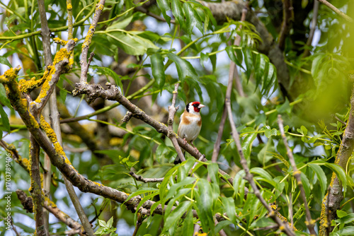 Photography European Goldfinch (Carduelis carduelis) in Dublin (Ireland)