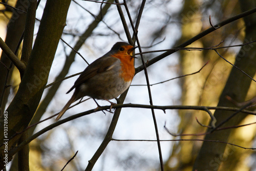 Singendes Rotkehlchen im Frühling
