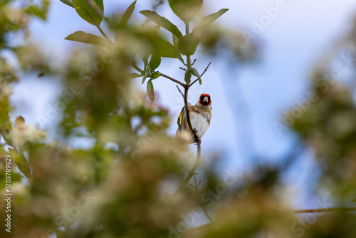 Photography European Goldfinch (Carduelis carduelis) in Dublin (Ireland)