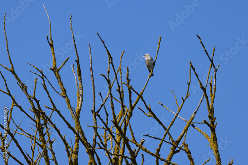 Photography European Goldfinch (Carduelis carduelis) in Dublin (Ireland)