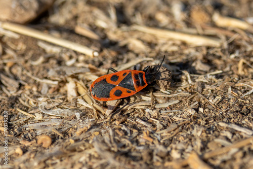 Wallpaper Mural ladybird on a leaf Torontodigital.ca