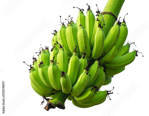 Firefly_Bunch of Green Bananas on a Banana Tree fruit plant isolated on a transparent backgro