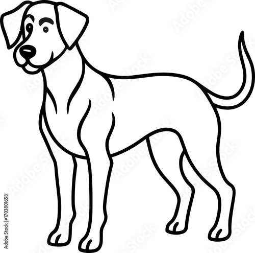 black and white dog
