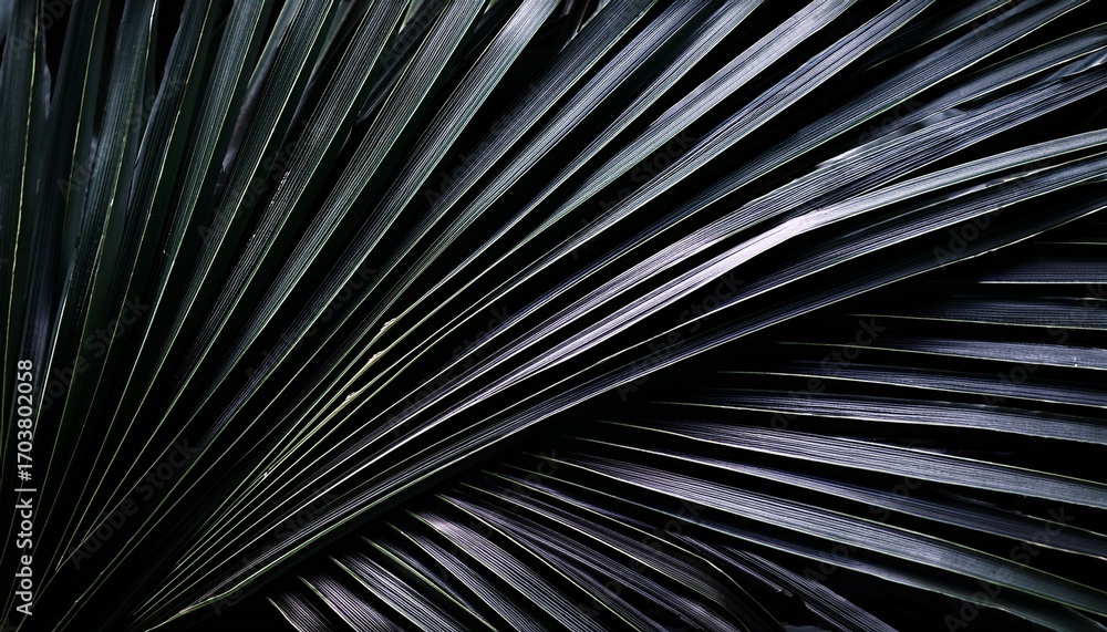 Obraz premium Black Palm Leaves Create Striking Contrast Against Dark Background Evoking Sense Of Elegance And Tranquility Arrangement Highlights Intricate Textures And Shapes Of Foliage