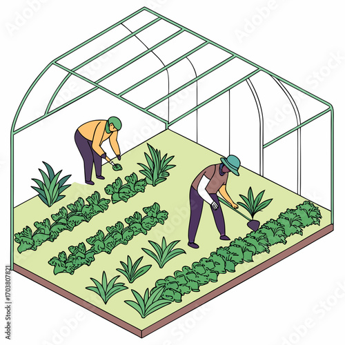 Two diverse farmers tending to rows of leafy green vegetables and young plants inside a greenhouse structure with a green metal frame and transparent covering