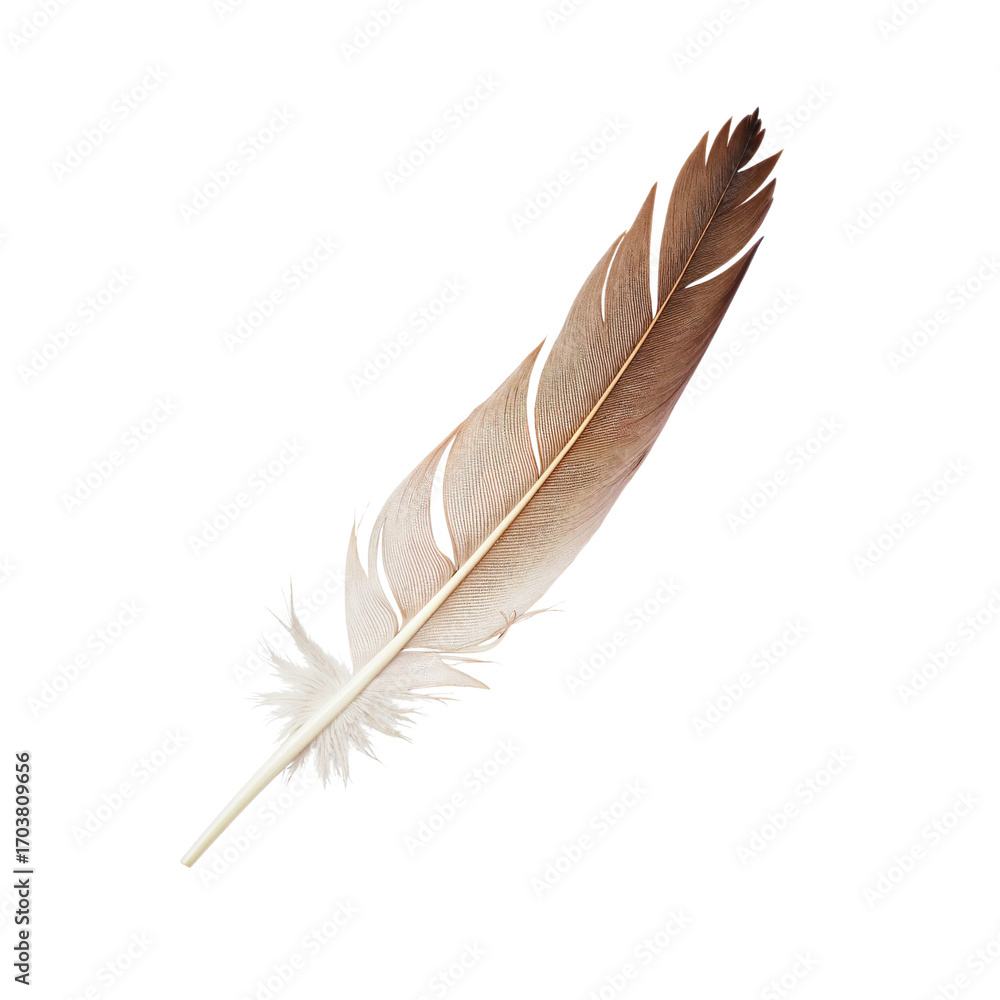Fototapeta premium Brown feather isolated on isolated background concept of without background 