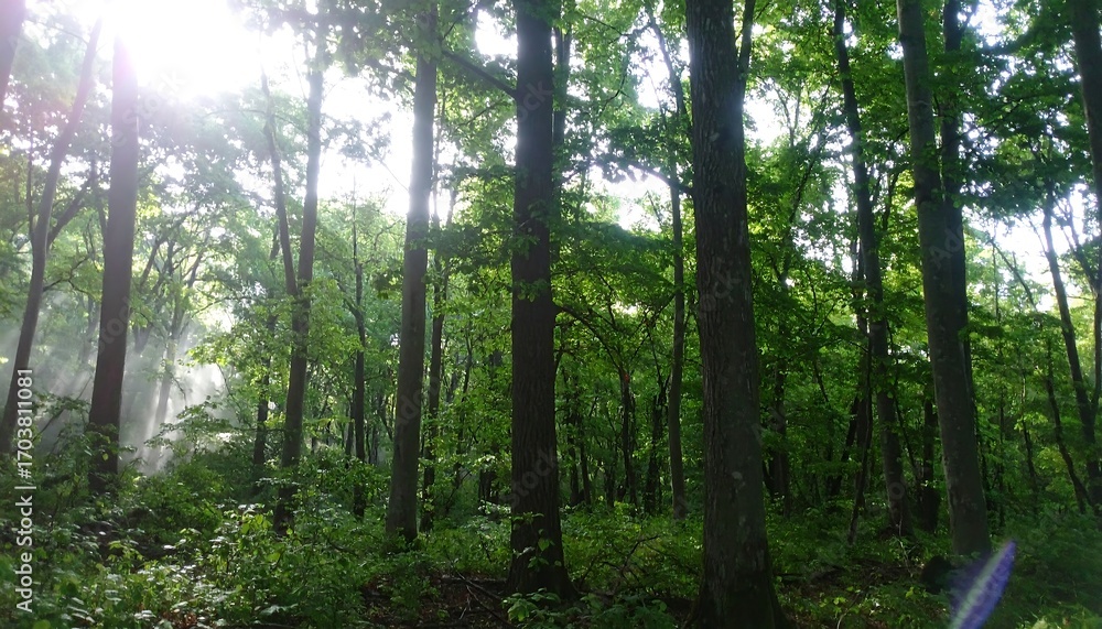 Obraz premium Sunlight filtering through a dense forest