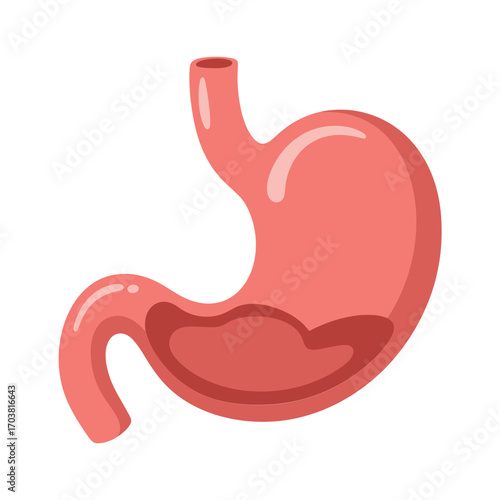 Anatomical illustration of the human stomach organ