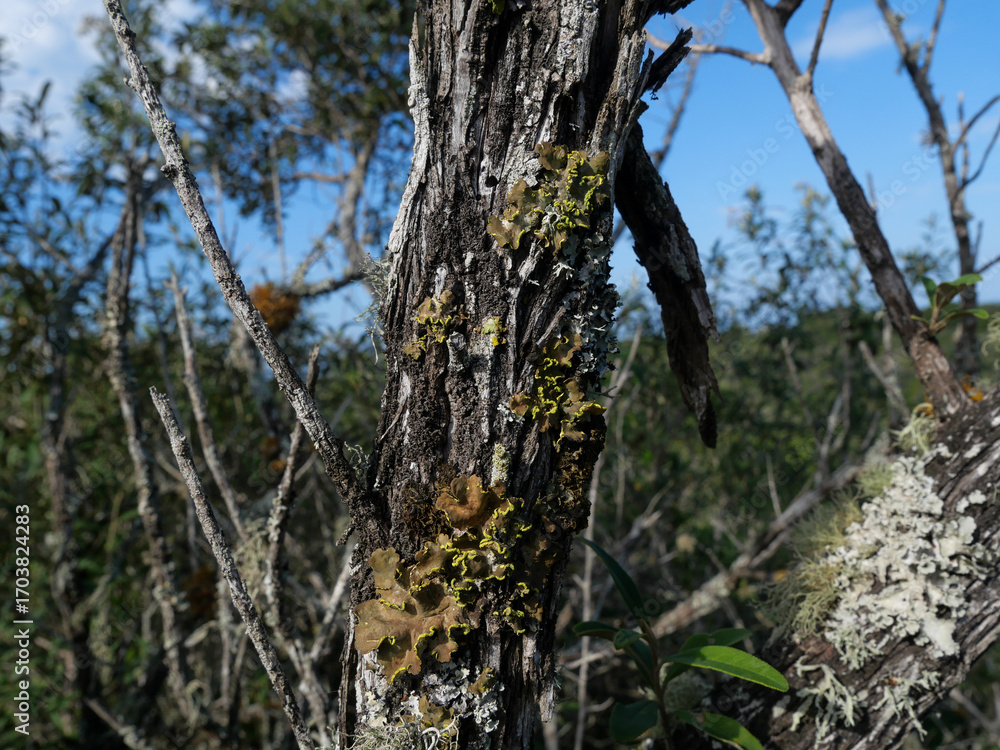 Fototapeta premium Pseudocyphellaria aurata or specklebelly lichen grows on dead tree branches found in western cape, South Africa