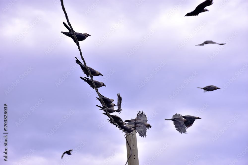 Obraz premium Group of black crows perched quietly on electric wires against bright summer daylight sky