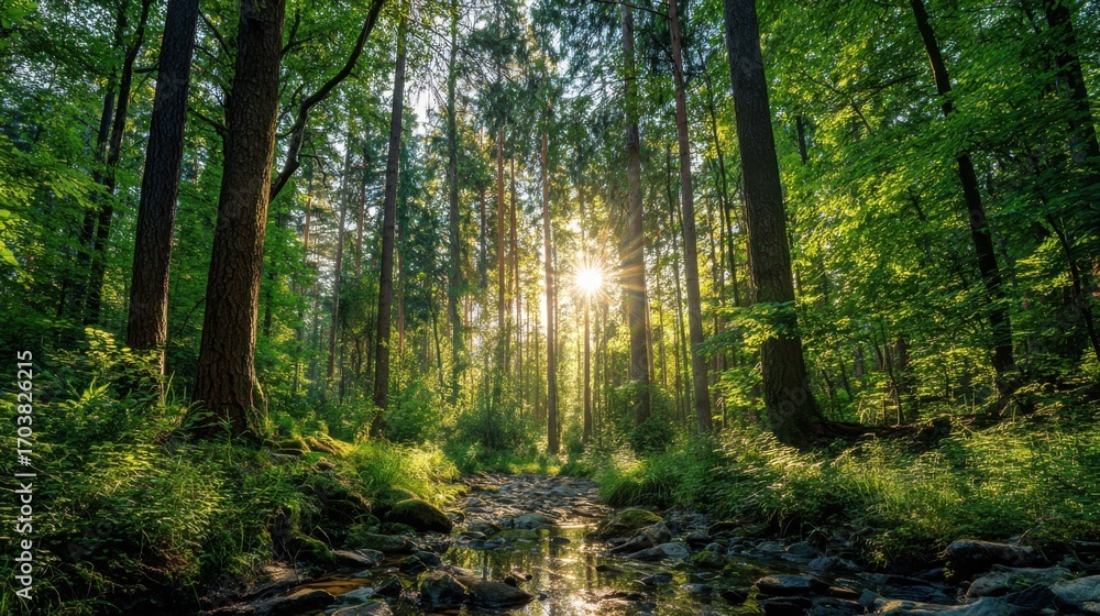 Obraz premium Sunlight streams through the dense canopy of tall trees in a lush forest, illuminating a serene stream surrounded by vibrant greenery. Natures beauty captivates the senses.
