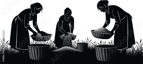 Silhouette of Women Harvesting Grain with Baskets, Traditional Farming