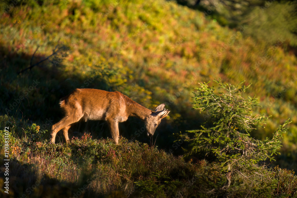 Obraz premium a young roe buck, a yearling, in the sunrise on a mountain meadow at a autumn morning