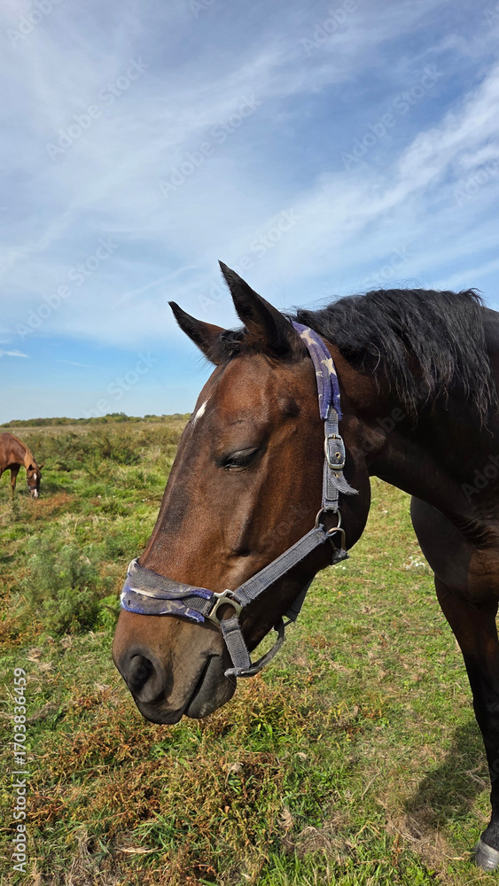 Fototapeta premium Beautiful brown horse with long mane stands prominently in natural landscape during light