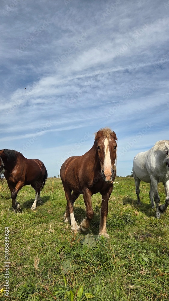 Obraz premium Group of three young horses on the pasture