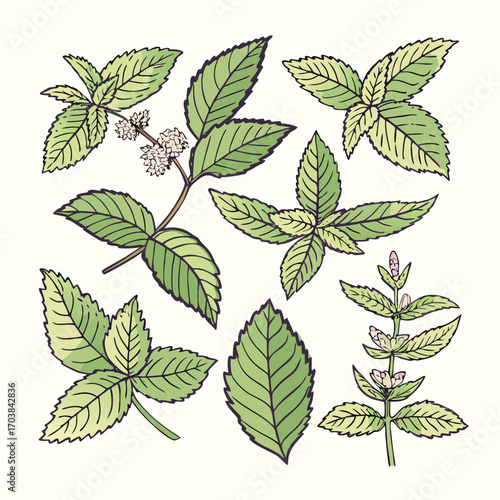 Mint leaves and flowering stems vector illustration flowers green