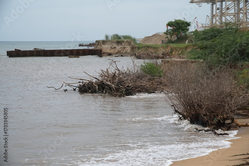 dead tree on the beach, coastal area ennore beach, beach with tree and sand. 