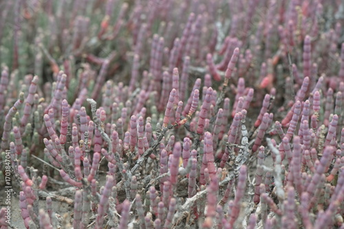 sea salt plants in mangrove forest 