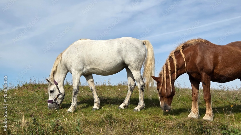 Fototapeta premium Wild horses in the outdoor. Farm animal. 