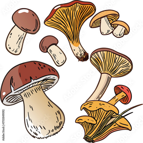 Assorted edible fungi with brown and orange caps and cream stems mushrooms forest