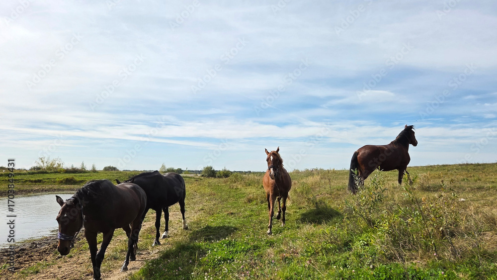 Obraz premium Group of young horses on the pasture