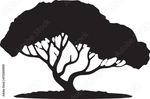 Silhouette of a majestic acacia tree with spreading branches and detailed crown on a