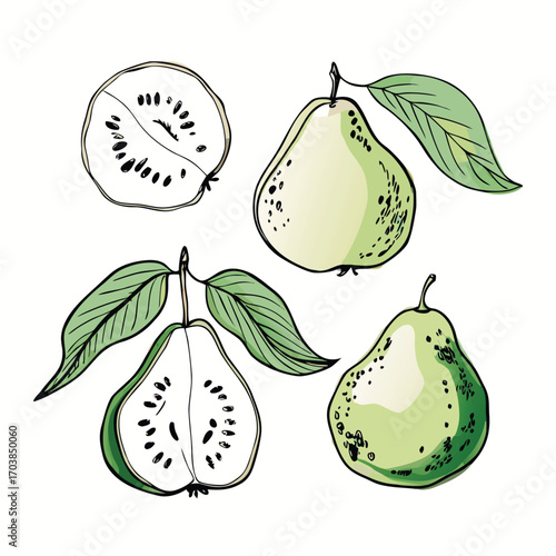 Green pears whole and sliced with leaves fruit leaf