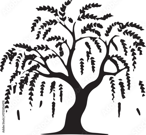 Silhouette of a weeping willow tree with cascading branches and leaves isolated on a