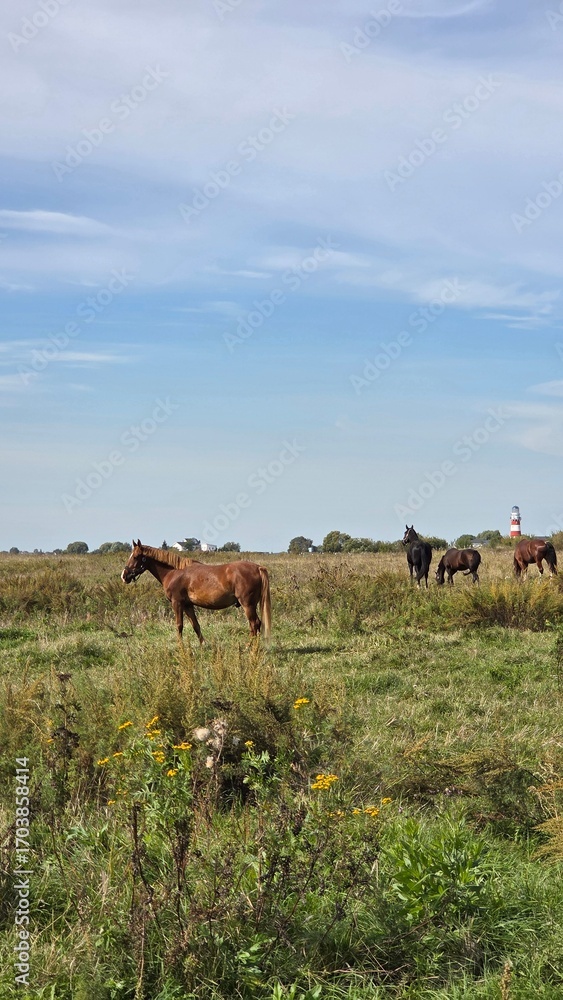 Naklejka premium Thoroughbred horse mare on pasture. Farm animal.