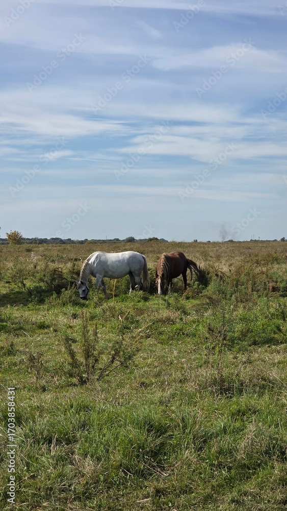 Fototapeta premium Thoroughbred horse mare on pasture. Farm animal.