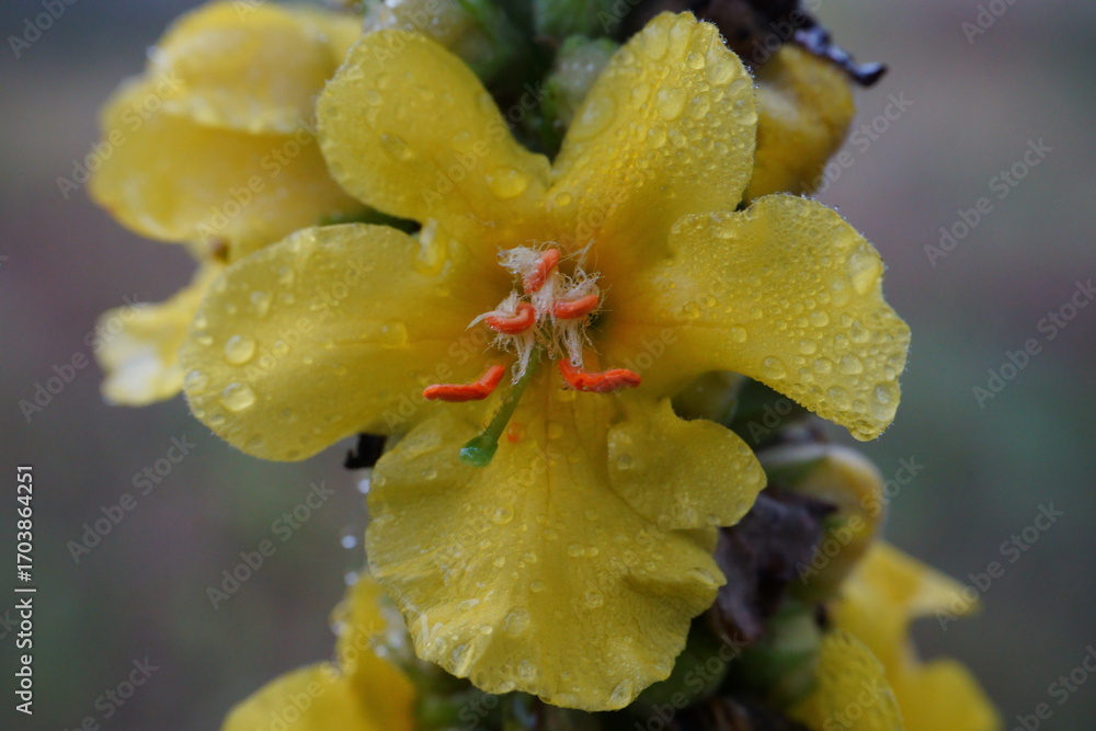 Fototapeta premium Yellow wildflower macro with water drops