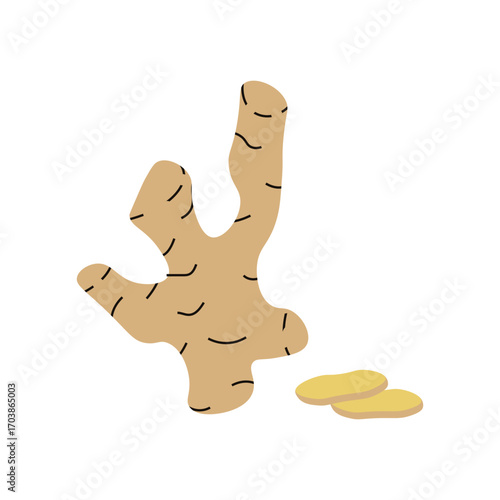 Vector illustration of simple ginger root with slice isolated transparent background. Perfect botany book illustration traditional medicine and healthy food plant. EPS 10