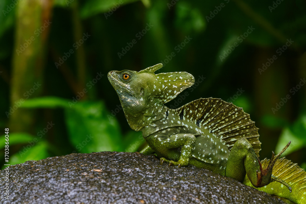 Obraz premium AI-Generated image of a striking green basilisk lizard perched on a textured rock in its natural habitat.