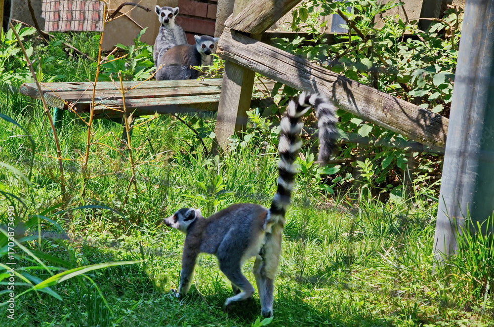 Obraz premium View of two meerkats, meercat or Suricata suricatta namaquensis, relaxing in the meadow and watching with curiosity as the third one joins them, Sofia, Bulgaria 