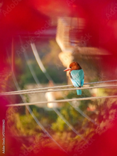 Kingfisher sitting on a wire