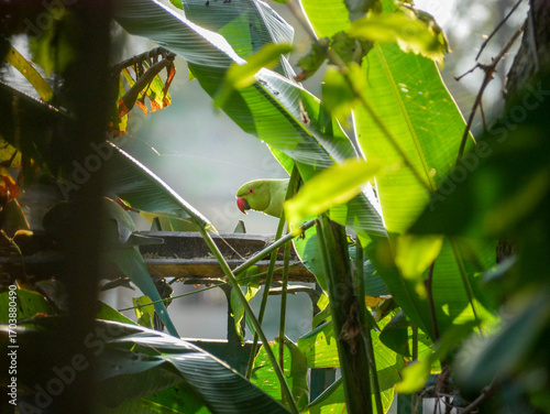 Parrot hiding behind leaves