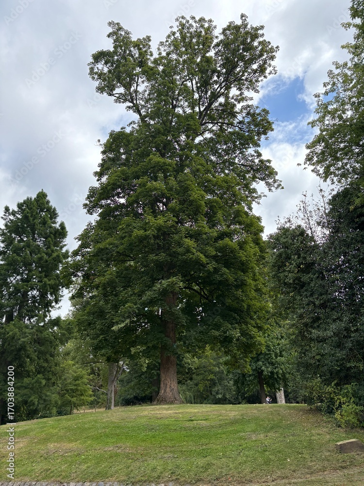 Obraz premium trees in the park