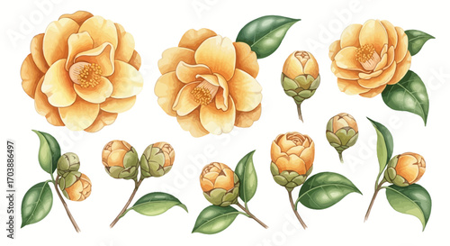 A beautiful watercolor set of yellow camellia flowers buds and leaves isolated on a white background. Vector Illustrations. EPS Editable