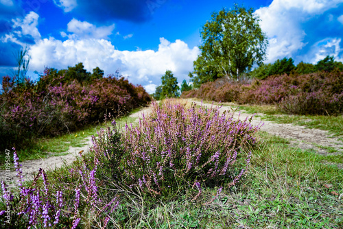 Wahner Heide Nature Reserve Heathland Landscape in North Rhine-Westphalia