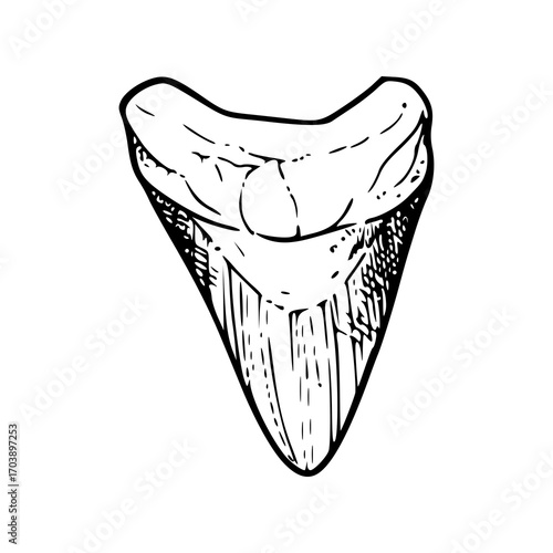 megalodon shark tooth fossil