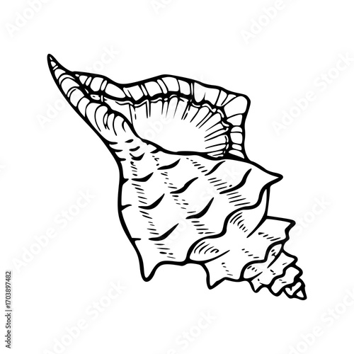conch shell outline in vintage art style