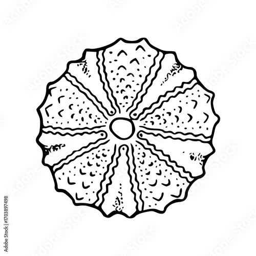 top view of a sea urchin line art drawing