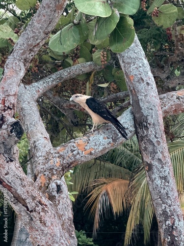Aguilucho en las ramas de un árbol