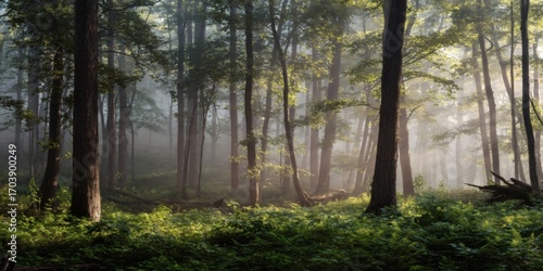 Misty enchanted forest illustration with soft light for Tranquil Forest Landscape with Mist and Sunlight Streaming Through Trees evoking calmness, fantasy storytelling, and natural tranquility